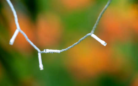 Closeup of White Christmas lights hung on a tree outdoors with brilliant bokeh in the background.の写真素材