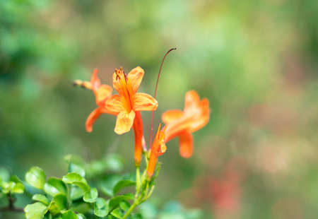 Closeup photo of orange Honeysuckle flowers, lonicera, a hummingbird plant in a tropical garden.の写真素材