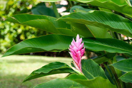 Beautiful pink Ginger Lily, Alpinia purpurata, in a tropical garden with lush leaves on a sunny day.の写真素材