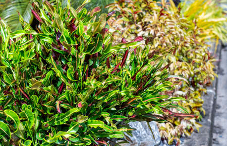Colorful croton and lush tropical bushes landscaped in a garden.の写真素材