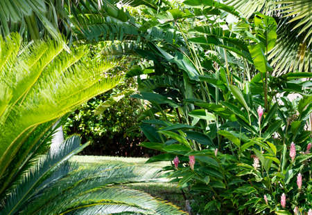 Lush tropical plants, palm tree, ginger lily, and heliconias landscaped in a backyard garden on a sunny day.の写真素材