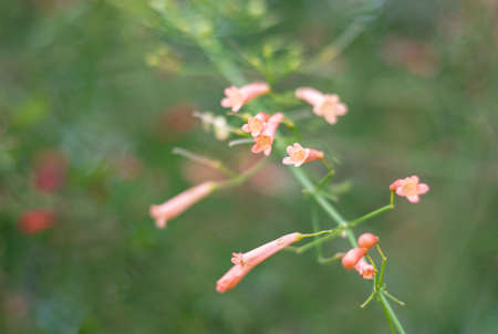 Abstract photo of peach Antigua Heath flowers, Russelia equisetiformis, a favorite hummingbird plant, on a vine in a garden.の写真素材