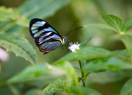 Tropical Glasswing Butterfly feeding on a white wild flower in the rain forest.
