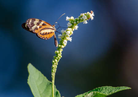 Sweet Oil Butterfly feeding on wild Black Sage flowers isolated on a blue backgroundの写真素材