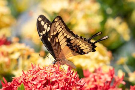 Giant Swallowtail butterfly feeding on red Ixora flowers with a hedge of yellow flowers blurred in the background.の写真素材