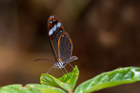 Tropical Glasswing butterfly on a green leaf in the rainforest.の写真素材