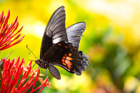 A Swallowtail feeding on red flowers on an Ixora hedge in a garden.の写真素材