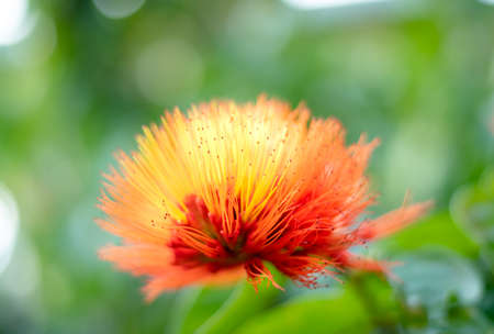 Closeup of a tropical bloom on the Monkey Brush Vine, Combretum, with a green bokeh backgorund.の写真素材