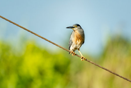 Striated Heron, Butorides striata,  perching on a cable in meadow in the sunlight.の写真素材