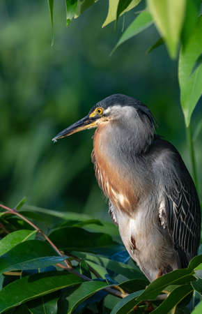 Head shot of a Striated Heron, Butorides striata, against a green background.の写真素材