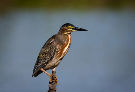 Striated Heron, Butorides striata,  perching and preening on a stump over water.の写真素材