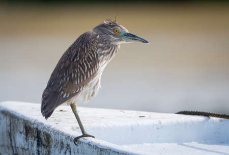 Young Yellow-crowned Night Heron perching on a boat in the morning.の写真素材