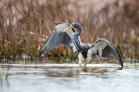 Tri-colored Heron dancing in the wetlands hunting for food with his wings spread and tall reeds blurred in the background,の写真素材