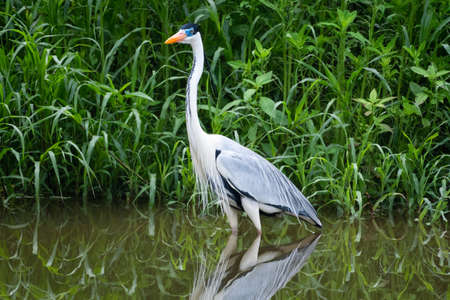 Cocoi Heron, Ardea cocoi, standing in a shallow lake by the shoreline and his reflection in the water.の写真素材
