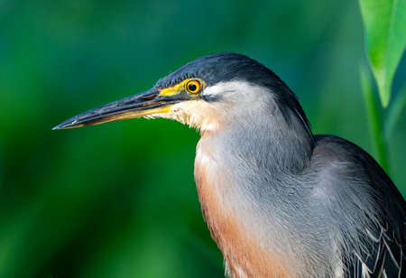 Head shot of a Striated Heron, Butorides striata, against a green background.の写真素材