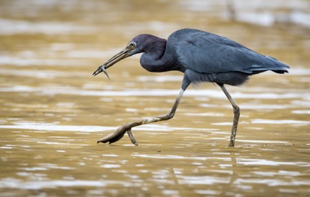 A muddy Little Blue Heron, Egretta caerulea, walking on the mudflats with a fish in his mouth.の写真素材