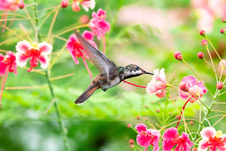 A young molting Ruby Topaz hummingbird, Chrysolampis mosquitus, feeding on tropical pink Pride of Barbados flowers.の写真素材