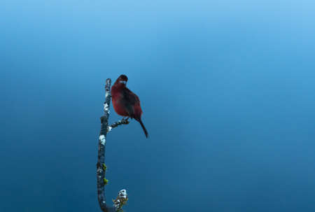 Simplistic Silver-beaked Tanager, Ramphocelus carbo, perching on a branch taken in the moody light of the blue hourの写真素材