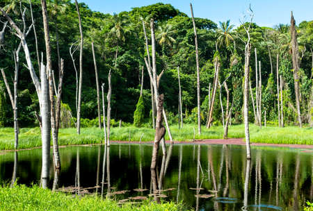 A pond surrounded by lush tropical foliage in the background. Reflection in pond. Tropical landscape.の写真素材