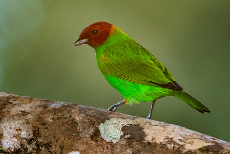 Closeup of a Bay-headed Tanager, Tangara gyrola, perching on a branch isolated on a green background.の写真素材