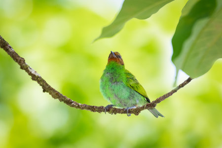 A tropical Bay-headed tanager, Tangara gyrola, perching on a branch in the rainforest of Trinidad with a light colored background.の写真素材