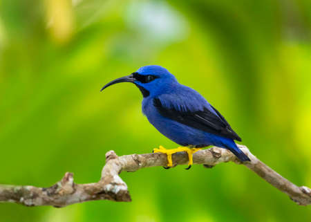 Small tropical Purple Honeycreeper, Cyanerpes Caeruleus, perching on a branch in the forest.の写真素材