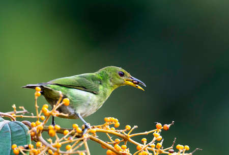 Small female Green Honeycreeper, Chlorophanes spiza, eating berries in the tropical rainforest of Trinidad and Tobagoの写真素材
