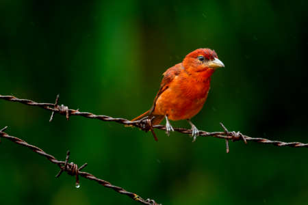 A vibrant red male Hepatic Tanager perching on a barbed wire with a dark green background.の写真素材