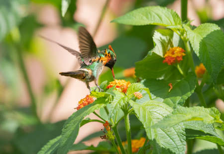Exotic male Tufted Coquette hummingbird,  Lophornis ornatus, the second smallest bird in the world feeding on the tropical Lantana flower in a garden.の写真素材