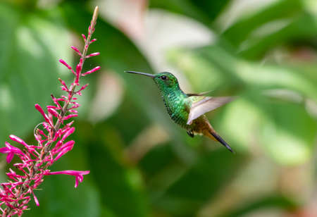 A glittering green Copper-rumped hummingbird, Amazilia tobaci, in flight feeding on a purple flower in a garden.の写真素材