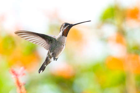 Exotic Long-billed Starthroat hummingbird, Heliomaster longirostris, with a glittering red gorget in flight with orange flowers blurred in the background.の写真素材