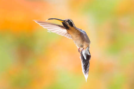Tropical brown Little Hermit hummingbird, Phaethornis longuemareus, hovering in flight with orange blurred in the background.の写真素材