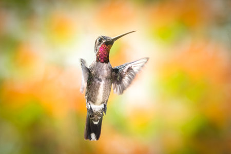 Exotic Long-billed Starthroat hummingbird, Heliomaster longirostris, with a glittering red gorget in flight with orange flowers blurred in the background.の写真素材