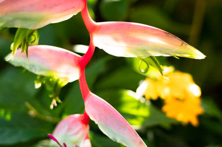 Closeup of an exotic, tropical, Flamingo Pink Heliconia flower in a garden with warm sunlight.の写真素材
