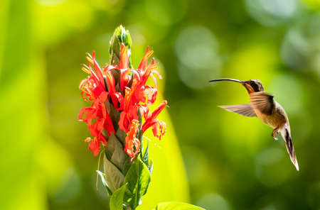 A tropical Little Hermit hummingbird, Phaethornis Longuemareus, feeding on the exotic Pachystachys flower in the rainforest of Trinidad and Tobago.の写真素材