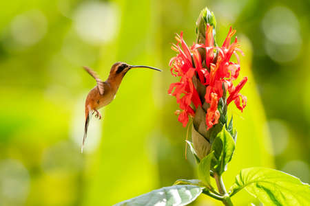 A tropical Little Hermit hummingbird, Phaethornis Longuemareus, feeding on the exotic Pachystachys flower in warm afternoon sunlight.の写真素材