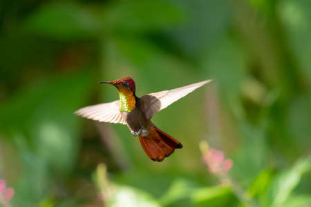 Exotic male Ruby Topaz hummingbird, Chrysolampis Mosquitus hovering in a garden in teh morning light with a green background.の写真素材