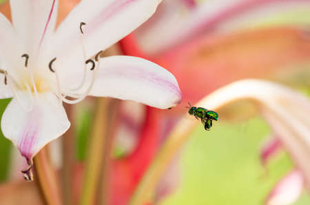 A green bee with nectar on his legs flying up to an amaryllis flower in a garden with tropical flowers blurred in the background.の写真素材