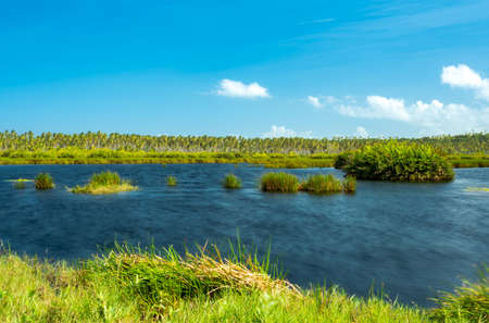 Tropical pond with smooth water on a bright sunny day in Icacos, Trinidad in the Caribbean