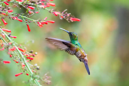 Green glittering Copper-rumped hummingbird feeding on Red Antigua Heath flowers in a tropical garden.の写真素材