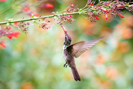 A young Ruby Topaz hummingbird (Chrysolampis mosquitus) feeding on red Antigua Heath flowers in a garden.の写真素材