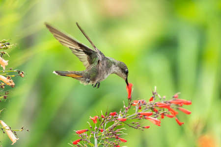 A female Ruby Topaz hummingbird (Chrysolampis mosquitus) feeding on red Antigua Heath flowers.の写真素材
