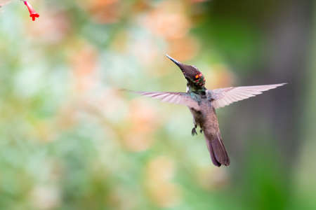 A juvenile Ruby Topaz hummingbird (Chrysolampis mosquitus) feeding on red Antigua Heath flowers in a garden with a blurred bokeh background.の写真素材