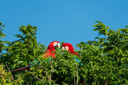 Two Red and Green Macaws, Ara chloropterus, cuddling and preening in the top of a tree.