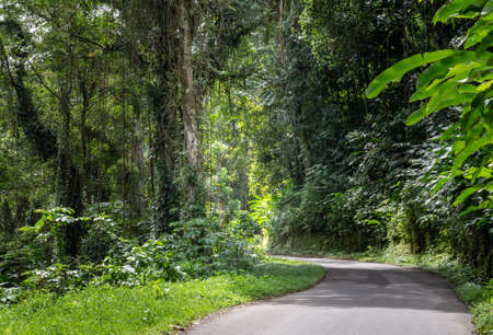 A curving road, trail cutting through lush foliage and trees with moss in the tropical rainforest of Trinidad.の写真素材