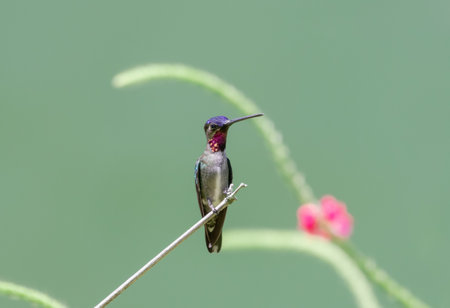 Colorful and glittering Long-billed Starthroat hummingbird, Heliomaster longirostris, perching on a branch with a green background and pink flower blurred in the background.の写真素材