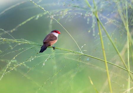 Cute Common Waxbill bird, Estrilda astrild, perching in its natural habitat, a field surrounded by...
