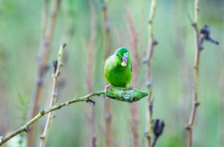 Green-rumped Parrotlet, Forpus passerinus, eating an okra seed in an agricultural field in Trinidad, West Indies.の写真素材
