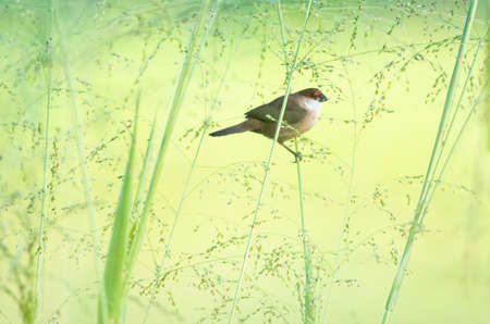 Dreamy photo of a Common Waxbill bird, Estrilda astrild, perching in a field surrounded by a background of soft tall grass with seedsの写真素材