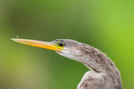 Headshot of an Anhinga, (darter bird), with a closeup of his eye and long beak with a green...